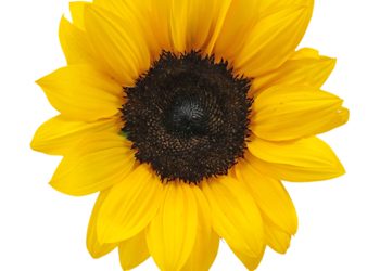 Peterborough Nursery July 2019