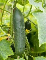 March Nursery August 2019