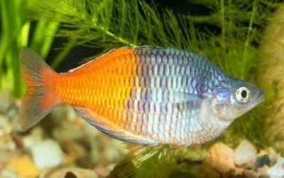 March Nursery May 2020