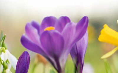Spring Newsletter 2026
